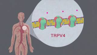 Omega3 Fatty Acids Modulate TRPV4 Function through Plasma Membrane Remodeling [upl. by Hsima52]