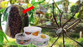 Wow‼ Agresive Giant Spiders Common Redeyed Dragonflies Ladybugs and Meet Colonies Bark Lice [upl. by Jaquenetta378]