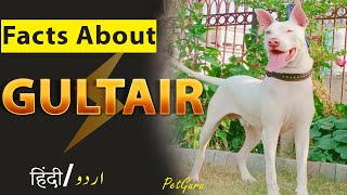 Gultair Dog Biography amp Intresting Facts  Dog Information  Pet Guru [upl. by Abdu]