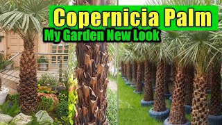 Copernicia Palm Plant  My Garden new Look  How to grow Copernicia alba palm tree  My Garden [upl. by Klemm]