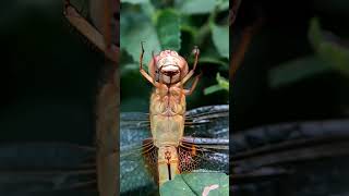 Hungry Dragonfly shorts nature trending food [upl. by Villiers103]