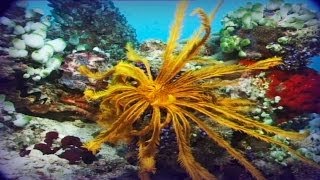 Maldivas el paraíso del buceo documental completo [upl. by Serene970]