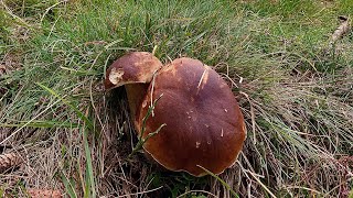 Porcini a grappoli prima delle piogge 🍇 [upl. by Wymore]