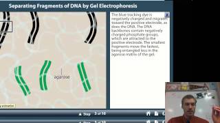 Gel Electrophoresis and DNA Fingerprinting [upl. by Harding]