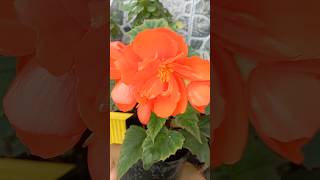 Begonia flower plant🌺👌💞 shortyoutubeshortsvideo [upl. by Zaremski]