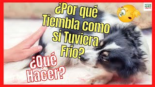 ¿POR QUÉ MI PERRO TIEMBLA COMO SI TUVIERA FRÍO 🆘 ¿QUE PUEDO HACER [upl. by Niall]