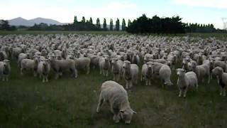 SHEEP PROTEST FREAKING HILARIOUS Original Upload 1 [upl. by Ahtelahs215]