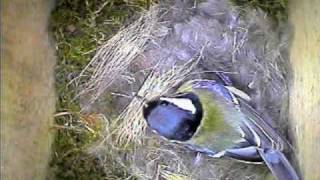 Garden Bird Parus Major Nest Building [upl. by Krystyna69]