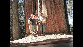 1000 year old Giant Sequoia redwood log offered for sale to Pacific Coast Lumber [upl. by Refotsirc]