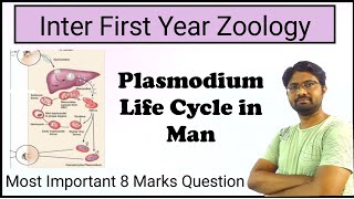 Plasmodium Life Cycle in man  Inter First Year Zoology  Most Important Essay  8 Marks Question [upl. by Bondy]