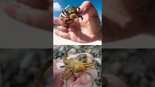 This Parasite Turns Crab Into a Puppet🦀Sacculina😱🦠Explorer shorts [upl. by Bucky]