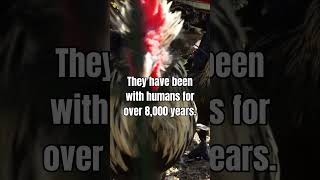 From Farm to Pharaohs The Historic Journey of Chickens [upl. by Kenny984]