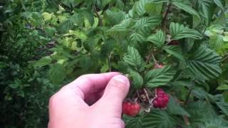 Récolter les framboises  Astuce jardin et potager [upl. by Lyford]