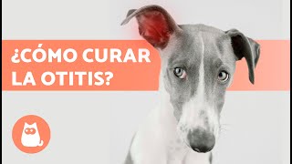 5 REMEDIOS CASEROS para la OTITIS en PERROS 🐶✅ ¿Cómo Limpiar sus Orejas [upl. by Adnahc540]