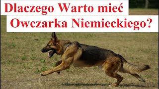 Dlaczego Warto mieć Owczarka Niemieckiego [upl. by Rochella80]