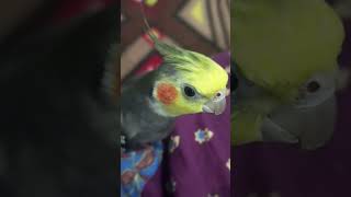 Whistling 😗cockatielshorts cockatielsing cockatiels parrot cockatielslove [upl. by Atinor]