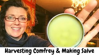 How to Harvest Comfrey and Making Comfrey Salve [upl. by Noremmac]