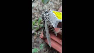 Agrius convolvuli the convolvulus hawkmoth [upl. by Nellac798]