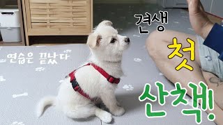 강아지 첫 산책  항체가검사 후 드디어 처음 땅을 딛어보는 강아지  🐶 [upl. by Asiuqram]