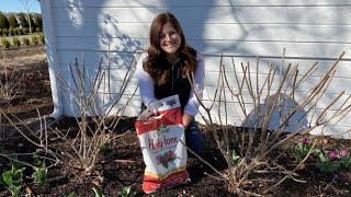 Pruning amp Feeding Tips for Hydrangeas [upl. by Asilef]