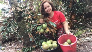 Harvesting Star Apple Fruit  Tropical Fruit in the Philippines tropicalfruitstrending [upl. by Dawn]