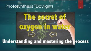 Photosynthesis in submerged aquatic plants  oxygen for ponds and tanks [upl. by Ceporah]