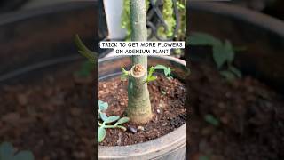 How to promote more flowering on ADENIUM plant  how to get branches in adenium plant plants [upl. by Gregson56]