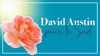 Les meilleures variétés de rosiers David Austin pour un climat chaud et ensoleillé [upl. by Hailat]