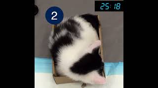 How to Measure Respiratory Breathing Rate in a Cat [upl. by Bruce]