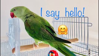 Baby Alexandrine Parrot Parakeet Bird Trying to Talk [upl. by Eladnar]