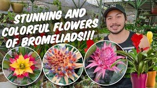 TIPS AND TRICKS SA PAG AALAGA AT PAGPAPAGANDA NG MGA BROMELIADS [upl. by Nnaarual]