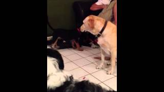 Adult dogs avoid then warn then correct annoying puppy [upl. by Ainiger]