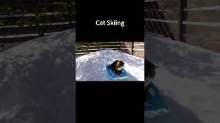 Cat Skiing shorts animals cat [upl. by Babita]