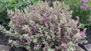 My Monet Weigela [upl. by Gorlicki672]