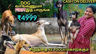 Native Dogs சிப்பிபாறை கன்னி கோம்பை  Dog For Sales [upl. by Venator]