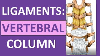 Ligaments of Vertebral Column Anatomy Nuchal Interspinous Supraspinous [upl. by Nilrah]