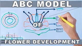 ABC Model of Flower Development [upl. by Elinnet]