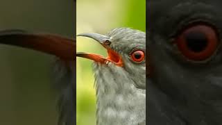 GrayBallied Cuckoo [upl. by Matless886]