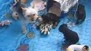 Yorkie puppies at 6 weeks  10 [upl. by Hicks]