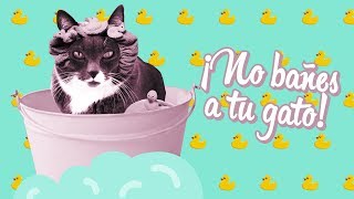 ¿Por qué NO debes bañar a tu gato ¿Puede enfermar 🙀 [upl. by Alyehs]