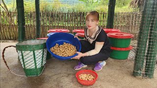 Raising pupae  Harvesting pupae for sale  How to process coconut pupae [upl. by Intirb]