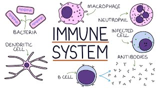 Understanding the Immune System in One Video [upl. by Dedric]