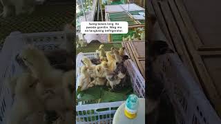 Fowl pox vaccination vaccine viral chicken brooding birds shorts agriculture farming music [upl. by Adeline797]