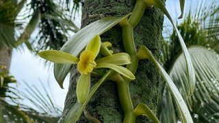 Vanilla Orchid in Bloom 💛 Garden Update amp Walk [upl. by Annoyek]