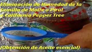 Eliminación de Humedad de la Semilla de Molle o Pirul o Pepper Tree Aceite esencial [upl. by Uttica]