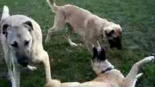 Anatolian Shepherd Dogs playing [upl. by Larochelle]