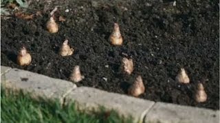 Spring Planting  How to Plant a Bulb [upl. by Gnen178]