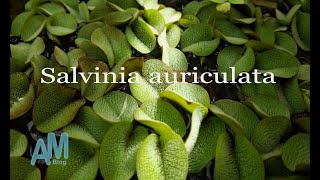 Salvinia auriculata [upl. by Akehsar]