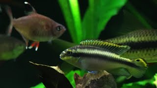 Community Fish in a Planted Aquarium aquarium fish [upl. by Columbus]