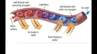 Arteries Veins and Capillaries continued PART 2 [upl. by Levesque457]